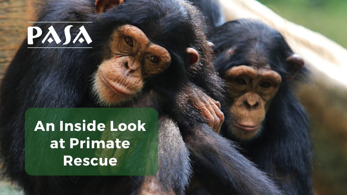 What’s involved in rescuing a primate?⛑️

A complex yet rewarding experience! Find out more from Kaitlyn Bock, PASA's Head of Programs who's been involved in countless rescues ⬇️
pasa.org/awareness/an-i… 

#AnimalRescue #WildlifeConservation