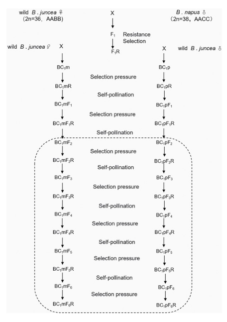 JPlantEcol's tweet image. To provide insight for #EcologicaRisk assessment of #GeneFlow between transgenic #BrassicaNapus and wild #BrassicaJuncea, Lei Huang et al. studied the fitness of their first backcross generations from the second to the sixth progenies.
Details: doi.org/10.1093/jpe/rt…