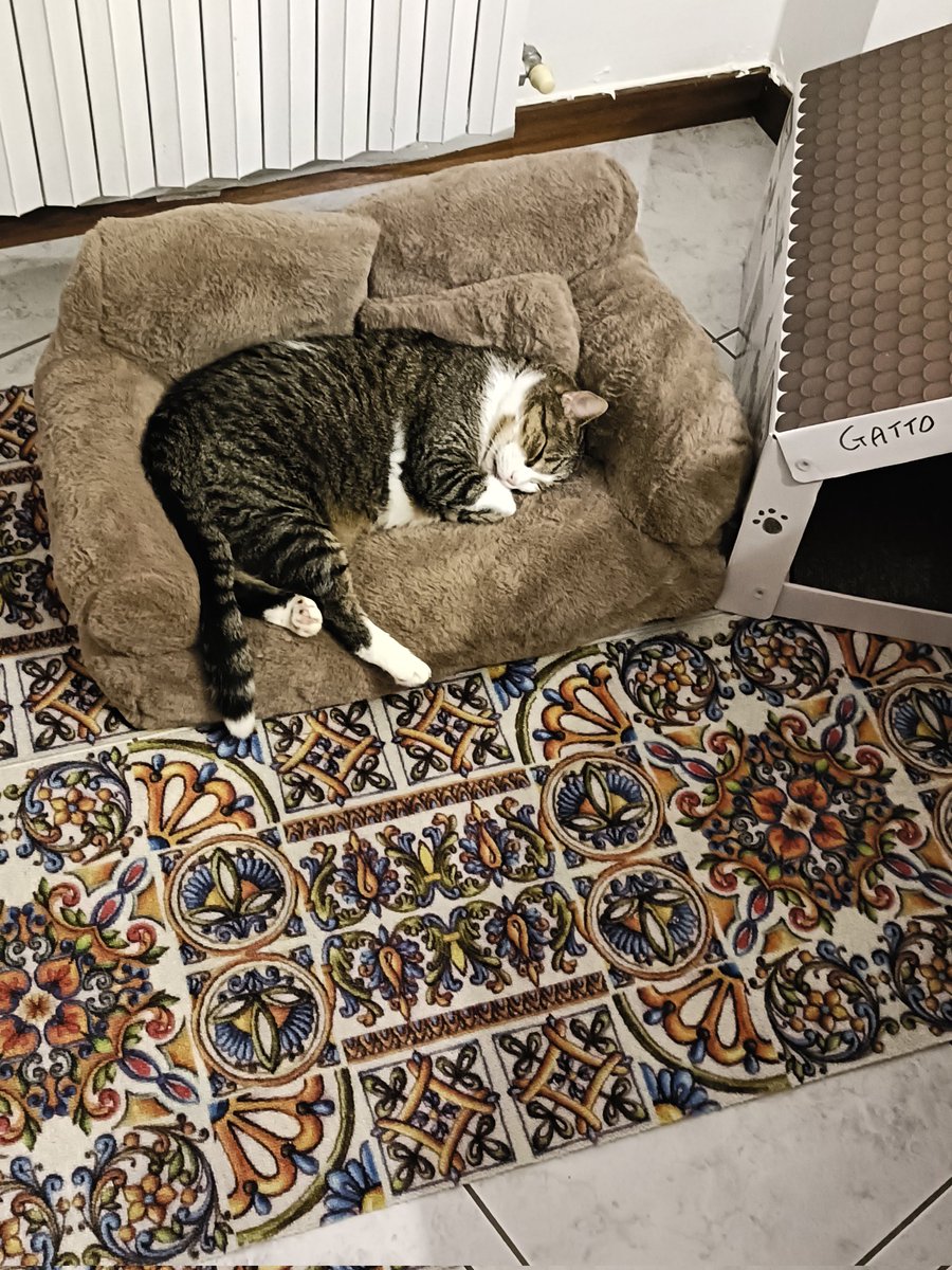 Tutti i gatti randagi dovrebbero poi trovare una casetta 🙏🙋‍♀️🐈❤️