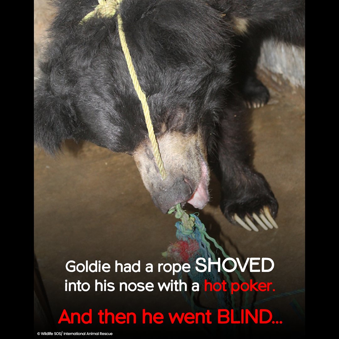 International Animal Rescue tweet media