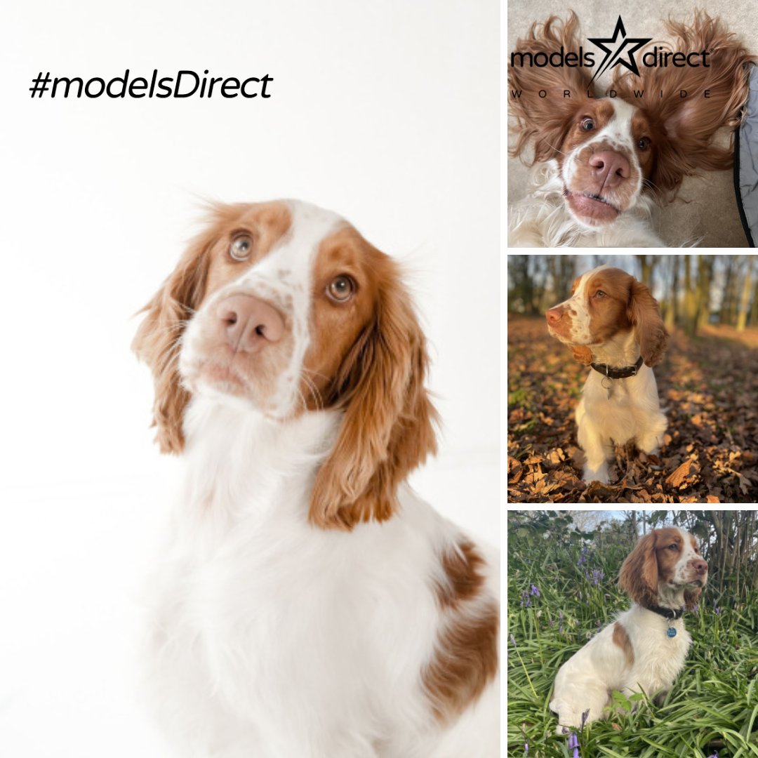 models_direct's tweet image. Pet Modelling with Models Direct 
Pet Model Merlin 
Cocker Spaniel
#modelsdirect #petmodel #images #portfolio #bookapet #modelling #workwithus #bookamodel