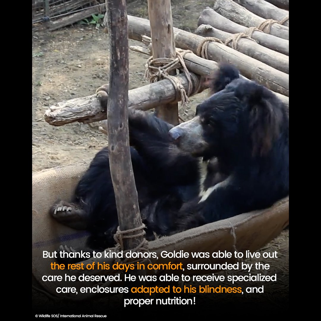 10 blind bears need you. Please donate today: internationalanimalrescue.org/appeal/blindbe…

For years, they suffered just like Goldie—stolen from the wild, forced to “dance” through pain and fear, and left permanently blind from starvation, neglect, and abuse.