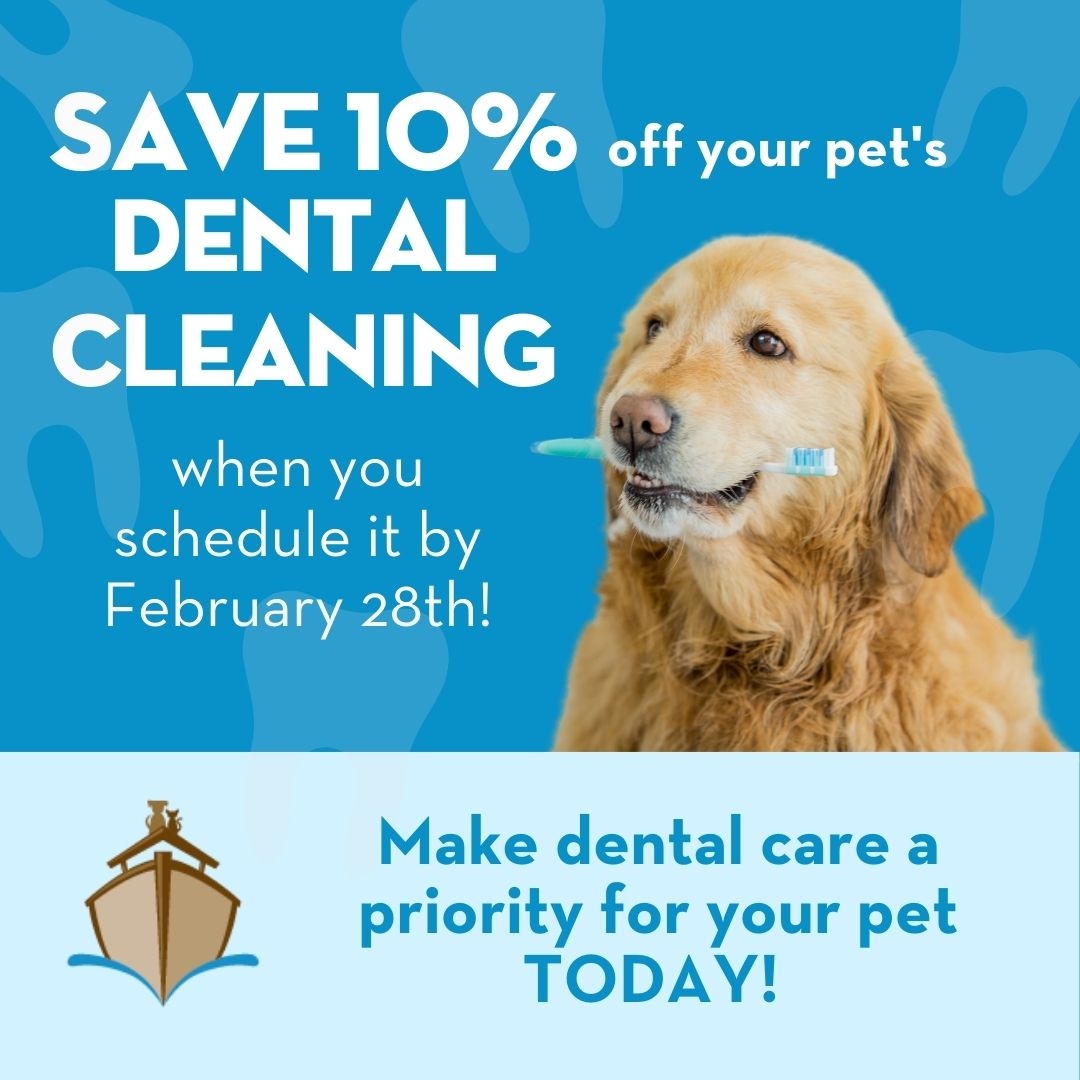 Have you made your pet's dental cleaning appointment yet?! 🦷🪥🐾