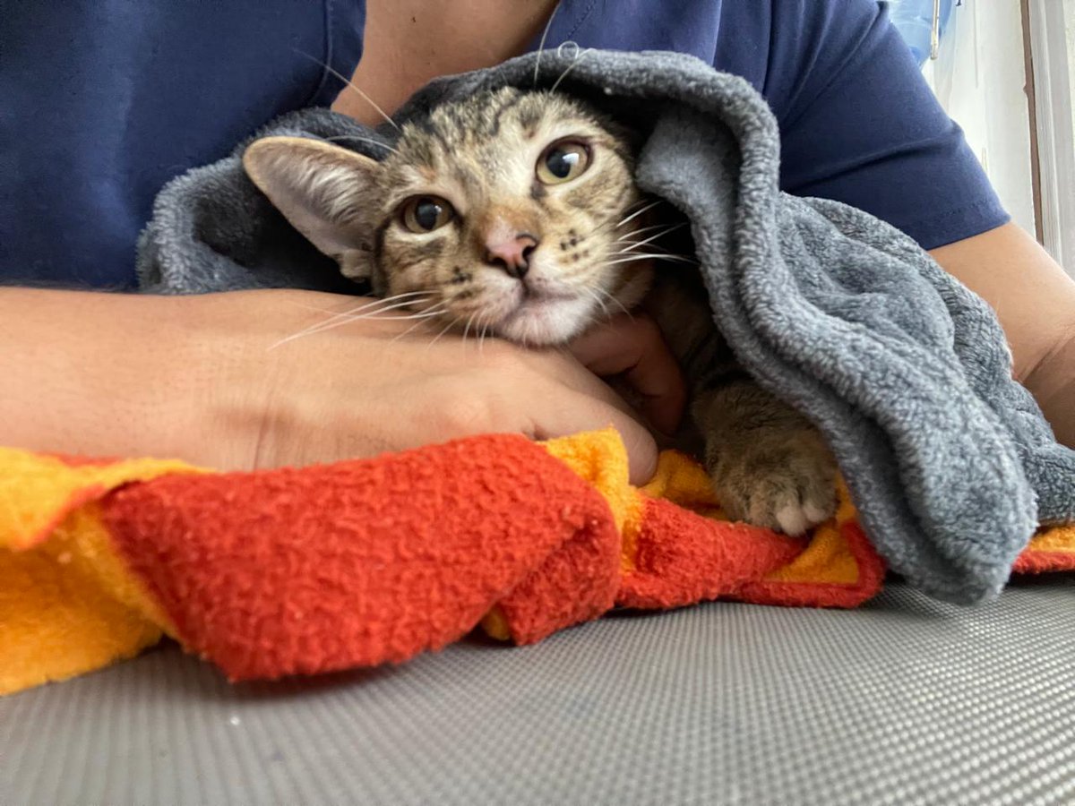 Young Vets Club tweet media