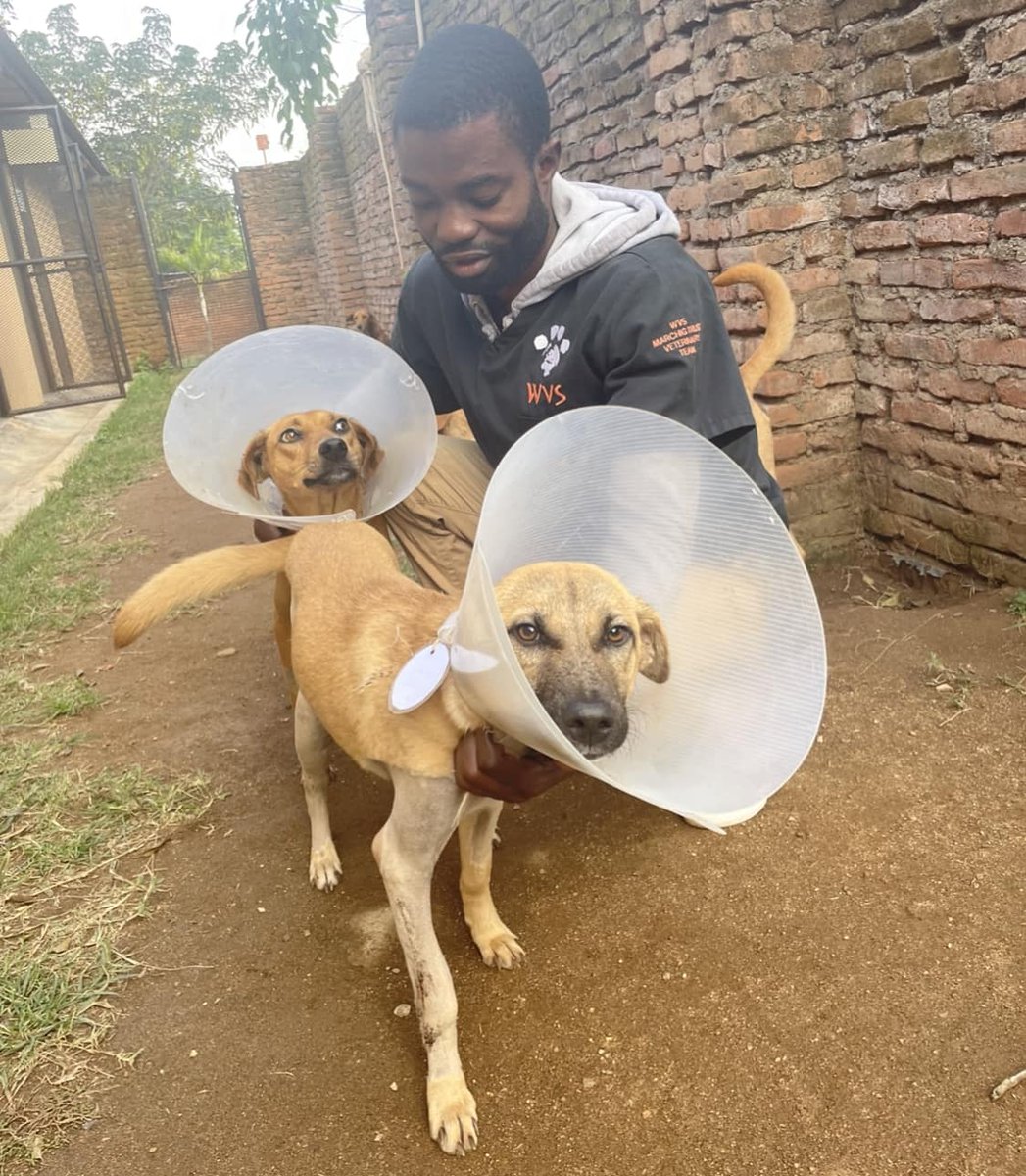 Young Vets Club tweet media