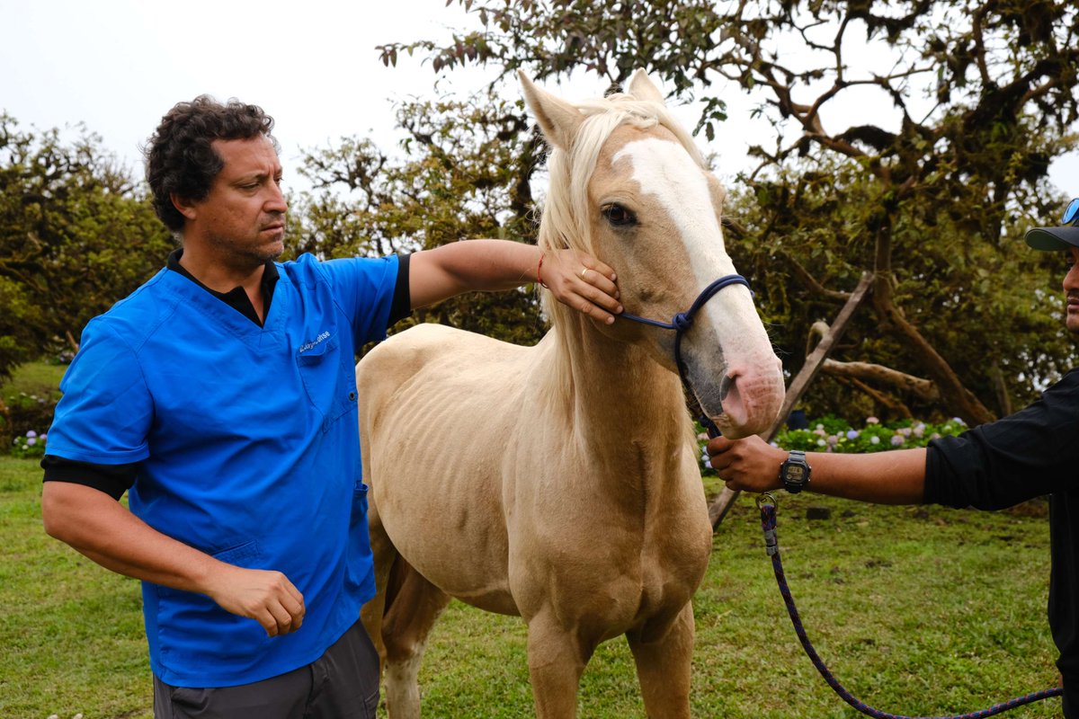 Young Vets Club tweet media