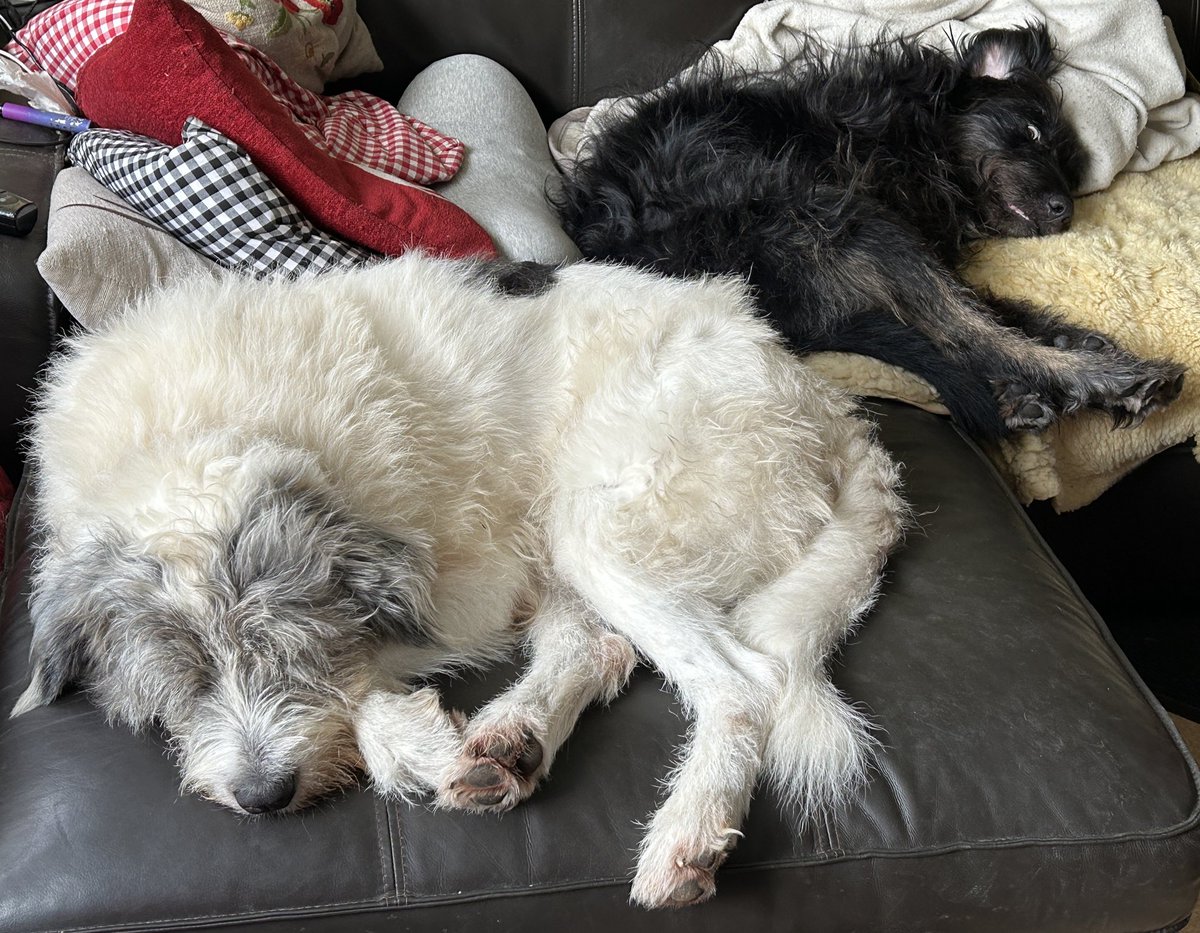 @TobiDerKnopf2023 (@tobiderknopf) on Twitter photo Heute war ich ein Arbeitshund zusammen mit <a href="/LeviTheDog2021/">LeviTheDog2021</a>. Da wollte ich der Trainingskröte Hallo sagen+dann blafft die halbe Portion MICH an! 🤬 Ich muss echt noch an mir arbeiten, denn Levi hat sich die Kröte nur angeguckt+ist wegen negativer 🐸Energie sofort weggegangen😏müde Heute war ich ein Arbeitshund zusammen mit <a href="/LeviTheDog2021/">LeviTheDog2021</a>. Da wollte ich der Trainingskröte Hallo sagen+dann blafft die halbe Portion MICH an! 🤬 Ich muss echt noch an mir arbeiten, denn Levi hat sich die Kröte nur angeguckt+ist wegen negativer 🐸Energie sofort weggegangen😏müde
