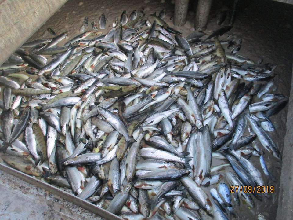 Don Staniford (@thegaaia) on Twitter photo SHOCKING: Over 850,000 farmed salmon have died since 1 October 2024 at <a href="/rspcaassured/">RSPCA Assured</a> Bakkafrost's Applecross death trap due to Fungus, Bacterial Disease and water quality <a href="/ScotGovMarine/">Scot Gov Marine</a> <a href="/ScotlandSalmon/">Salmon Scotland</a>
Read and weep at the mortality data via gov.scot/publications/f… SHOCKING: Over 850,000 farmed salmon have died since 1 October 2024 at <a href="/rspcaassured/">RSPCA Assured</a> Bakkafrost's Applecross death trap due to Fungus, Bacterial Disease and water quality <a href="/ScotGovMarine/">Scot Gov Marine</a> <a href="/ScotlandSalmon/">Salmon Scotland</a>
Read and weep at the mortality data via gov.scot/publications/f…