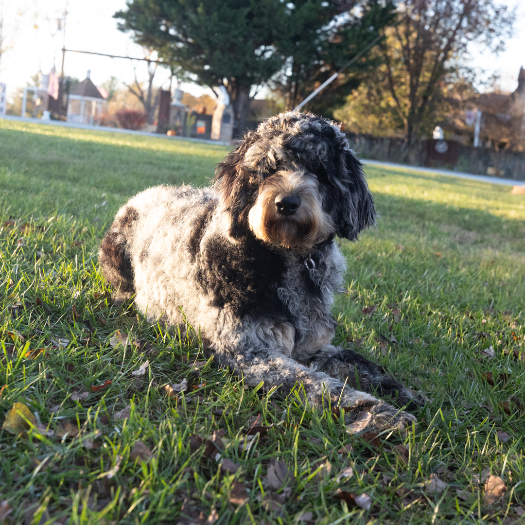 You won’t believe these stunning coat colors! 😍 

Here are some of the most common (and jaw-dropping) shades you’ll see in Doodles. ⬇️ #DoodleColors #CutePuppies

🔗 bit.ly/4aXsxiH