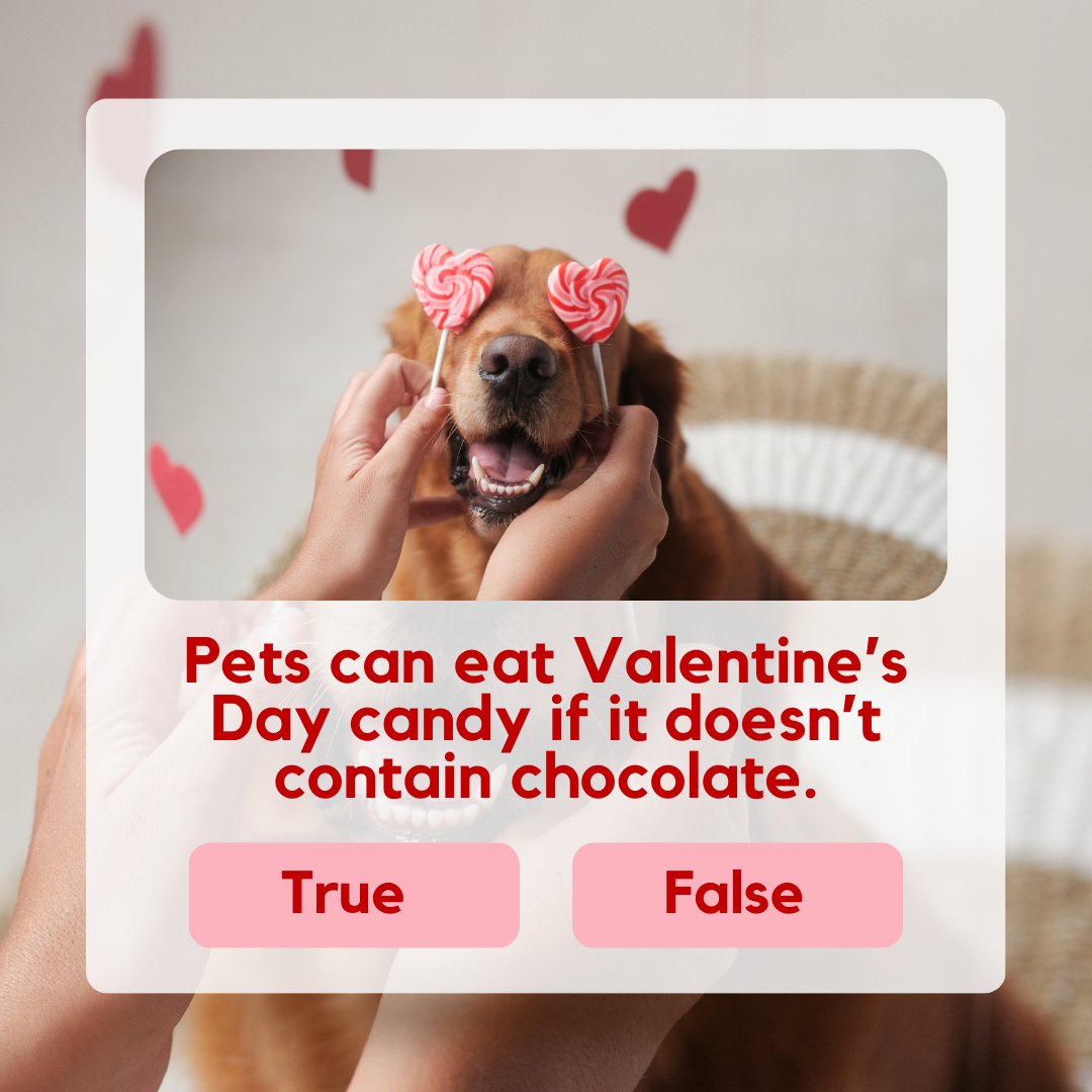 Point Vicente Animal Hospital tweet media