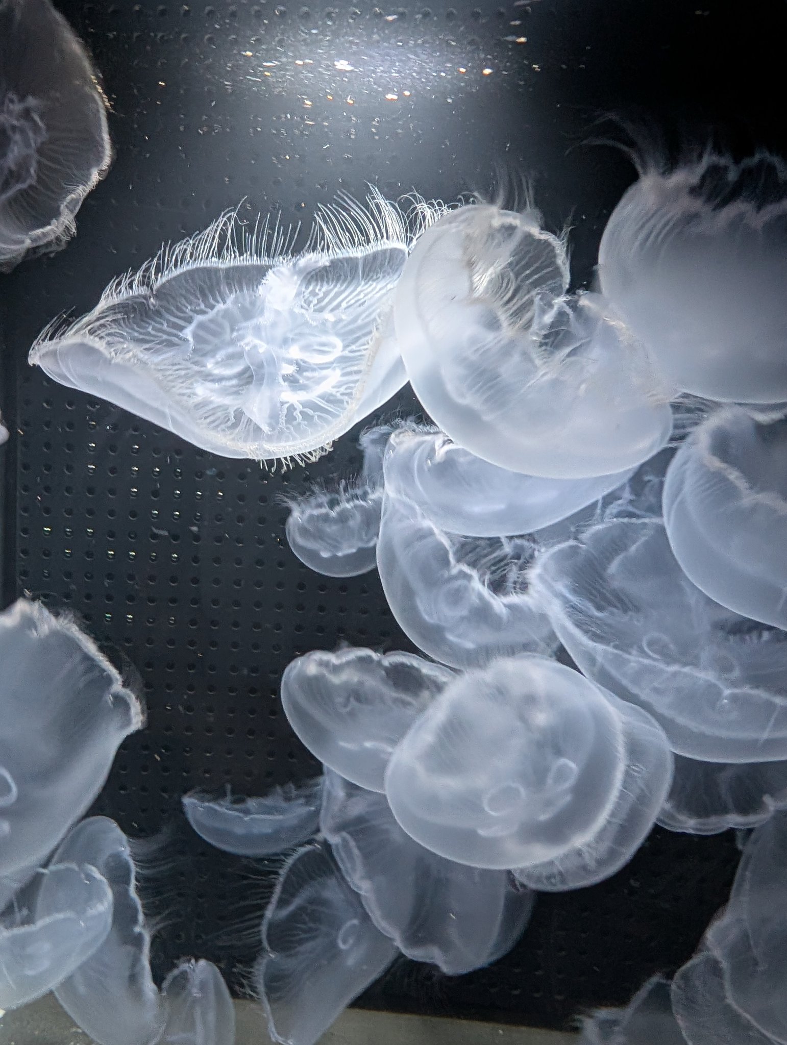 Jelly-Style (@jelly_style) / X Jelly-Style (@jelly_style) / X