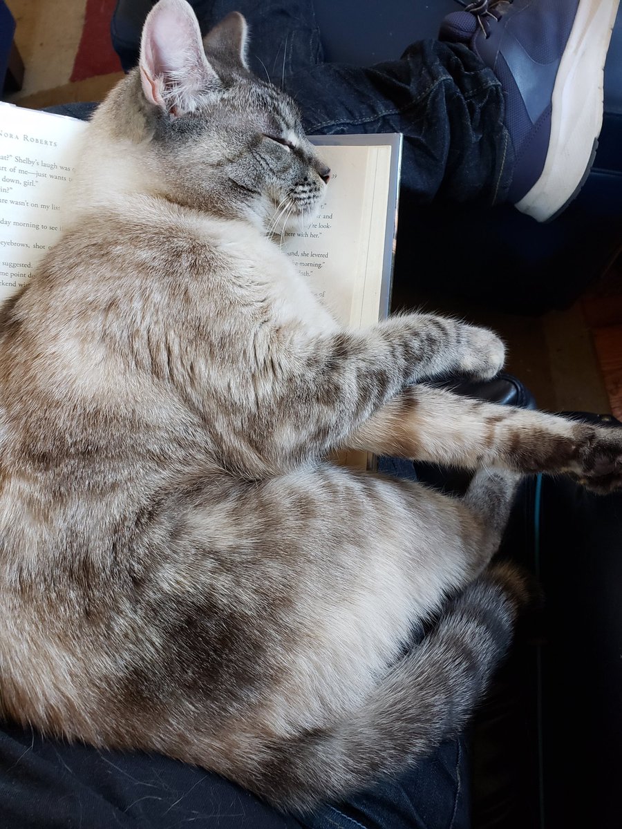 CassieJFox's tweet photo. #WednesdayWhiskers Super Senior Gizzabella, or new meezers "Birdie Celestia", and "Nala Bueleen" Belle show off their wires. #SouthernBelleFelines #Whiskers #CatsOfX  #Meodels #TabbyCats #TabbySiamese #LynxPoint #ChocolatePoint #SiameseCats #MySweethearts ❤ 🐈 #Catitude #SuperSeniorCatsClub