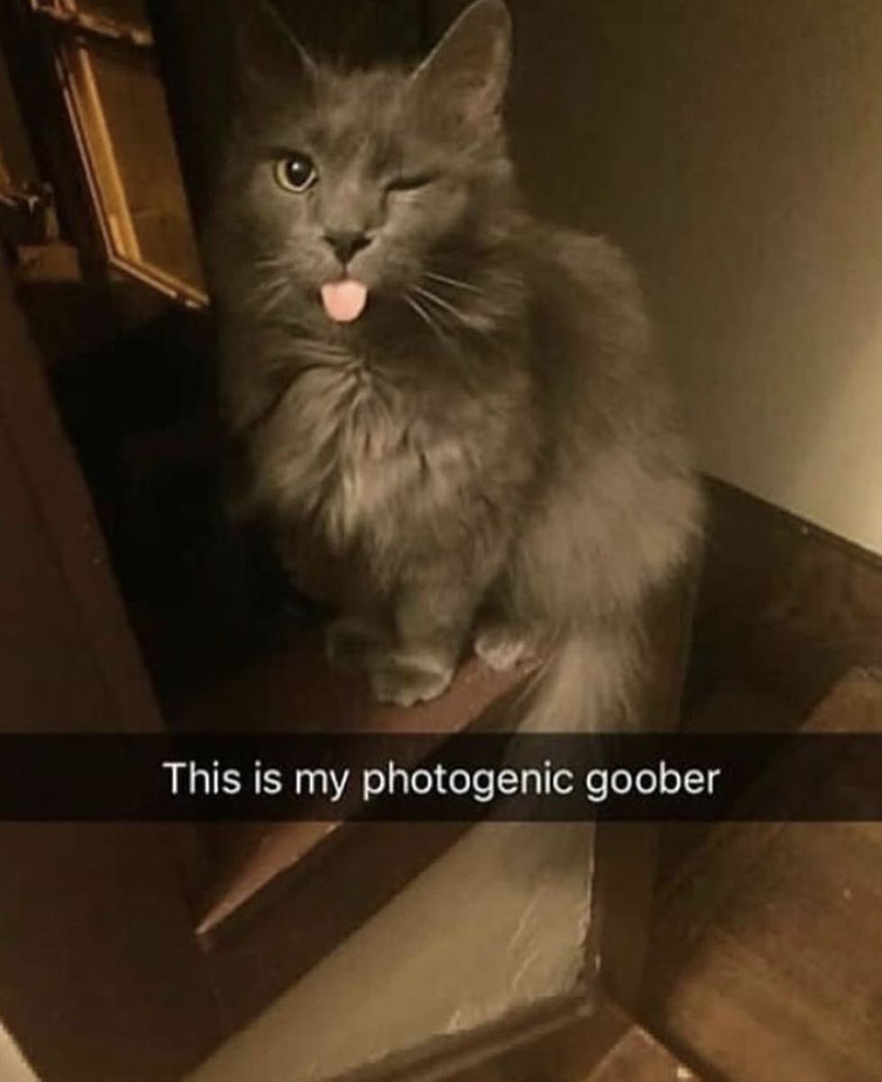 PunchingCat's tweet image. bro is literally 😜