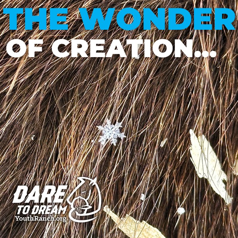 Sometimes, the fingerprints of beauty are right in front of us. At Dare to Dream, we treasure the brief seasons with which to impress upon children the values they will carry throughout their lives. Our privilege to make the world a better place, one child at a time.