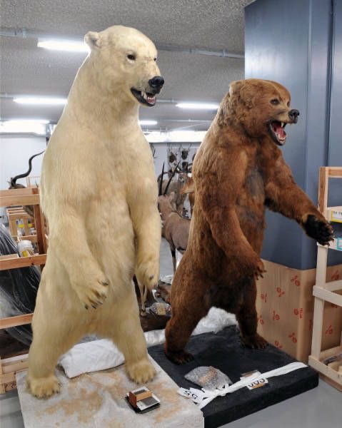 アルビノグリズリーがホッキョクグマに間違えられて北極に連れてかれる