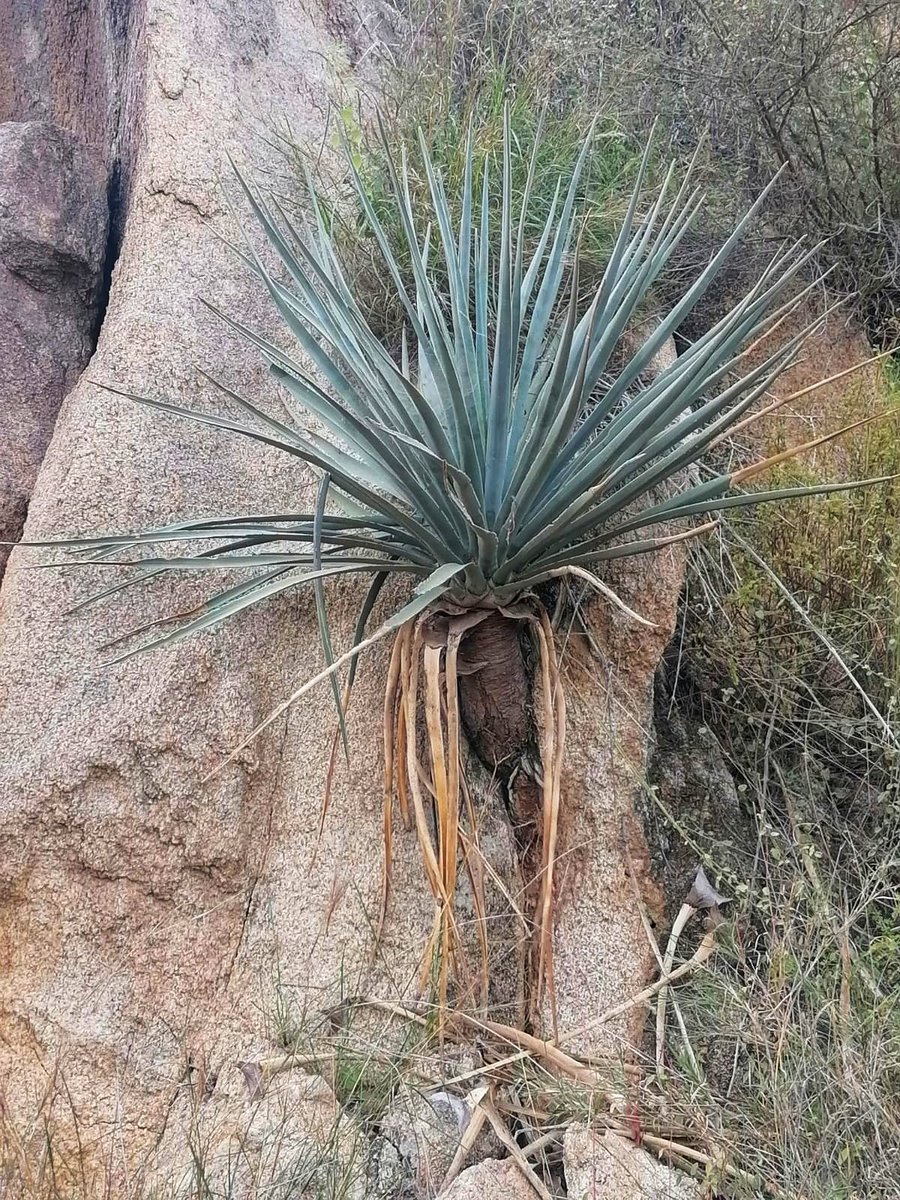 📸 توثيق نبات #الخَزَم في جبل صفاء #العرضيات  وهي من الأشجار بطيئة النمو .والمهددة بالانقراض.