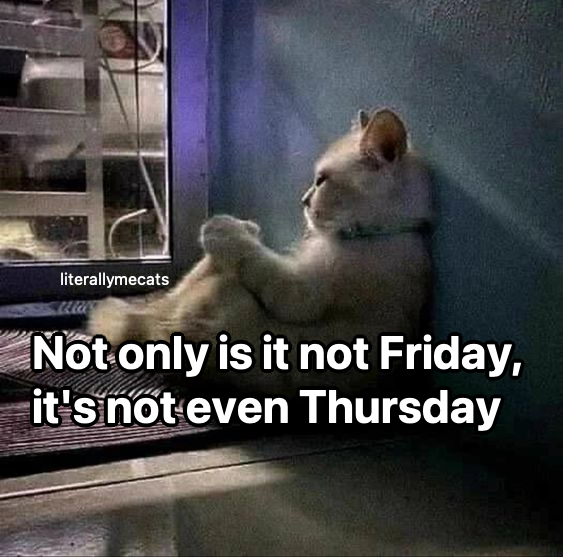 literallymecats's tweet photo. https://t.co/HA3b2rzeP8