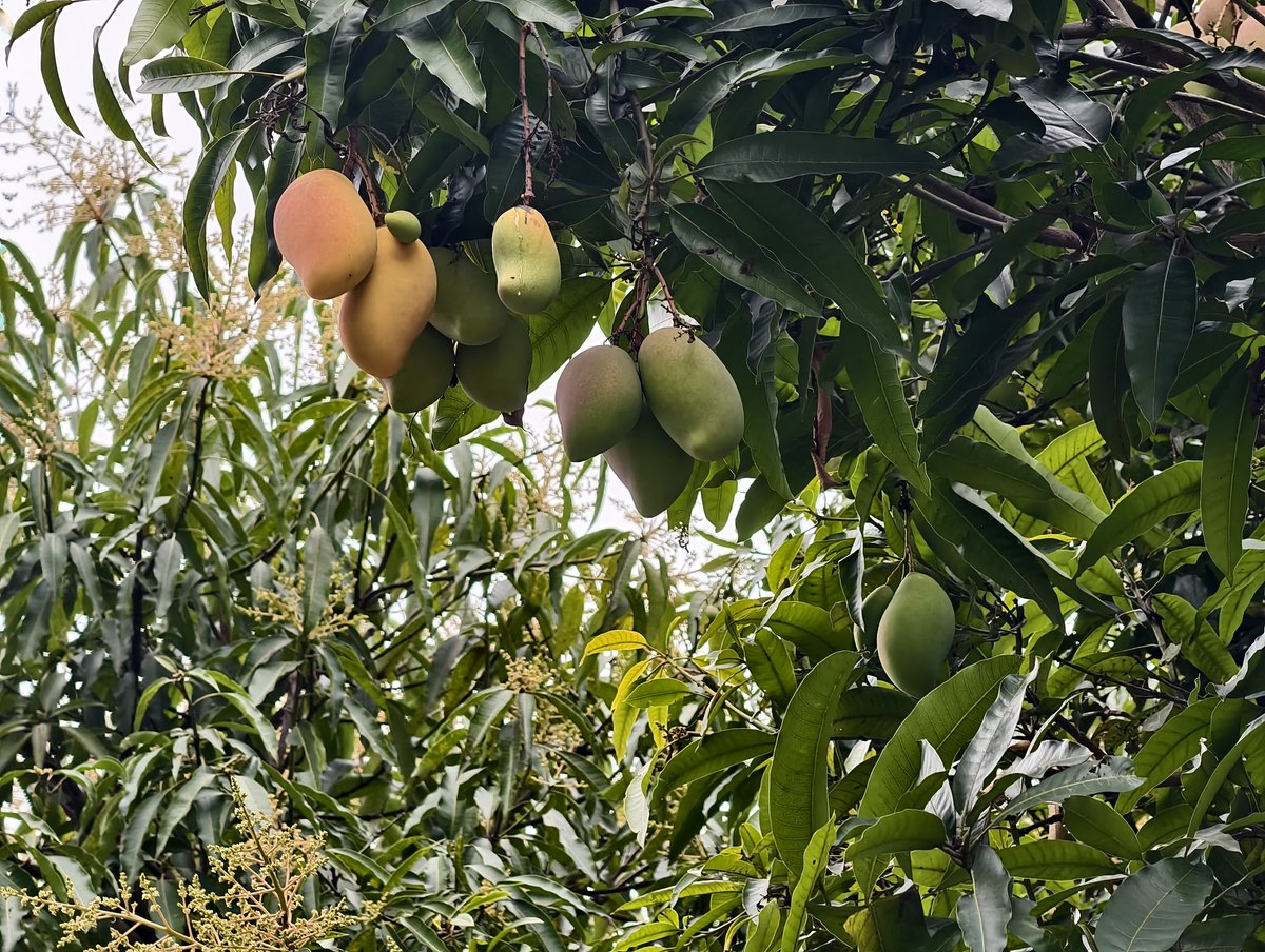 victor0758's tweet photo. Wow! Mangoes are ripe on the streets of Zhaoqing. The rich, sweet aroma fills the air. A must - experience for the unique spring flavor here! https://t.co/G1tFjXzPsy