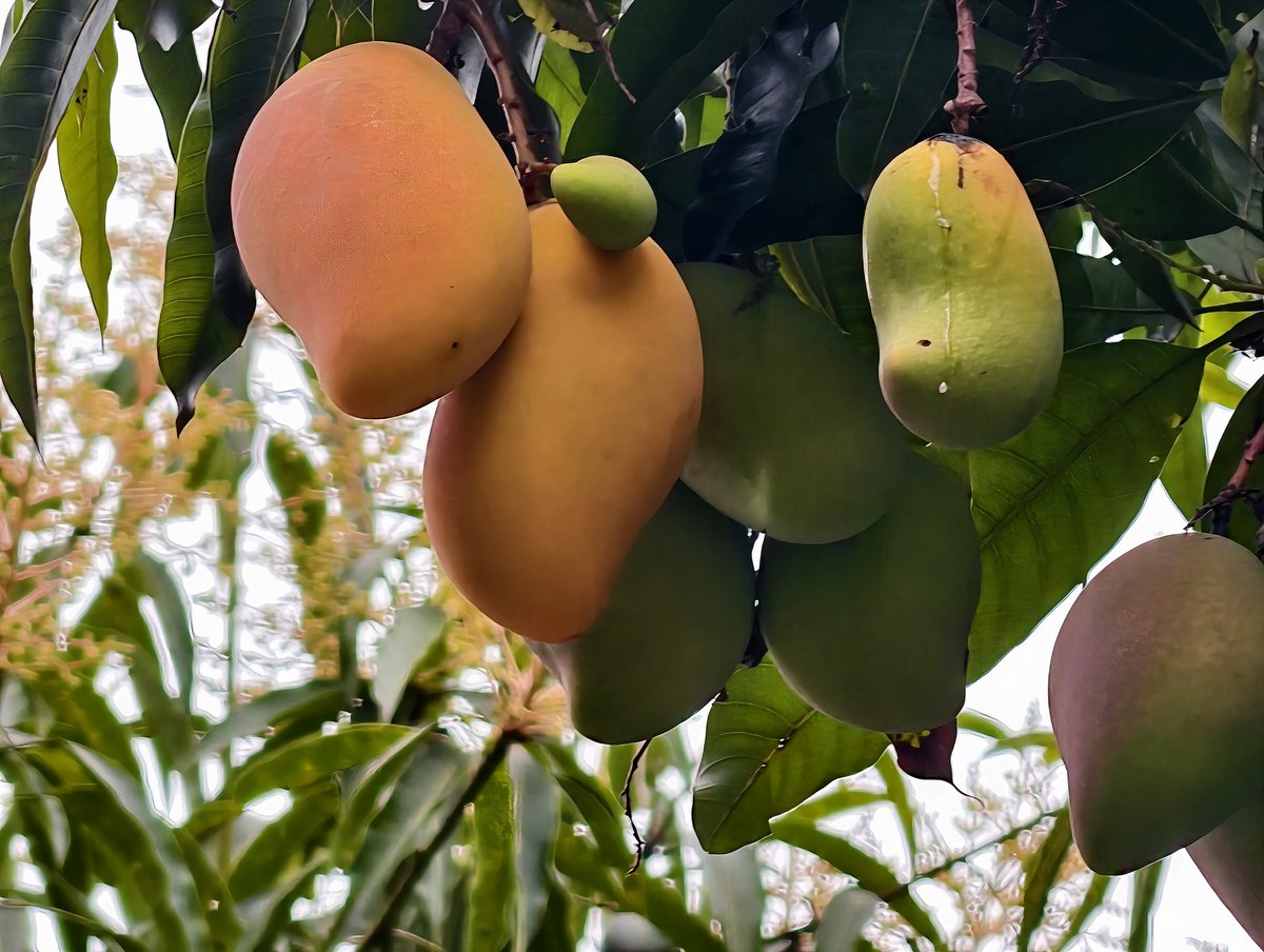 victor0758's tweet photo. Wow! Mangoes are ripe on the streets of Zhaoqing. The rich, sweet aroma fills the air. A must - experience for the unique spring flavor here! https://t.co/G1tFjXzPsy