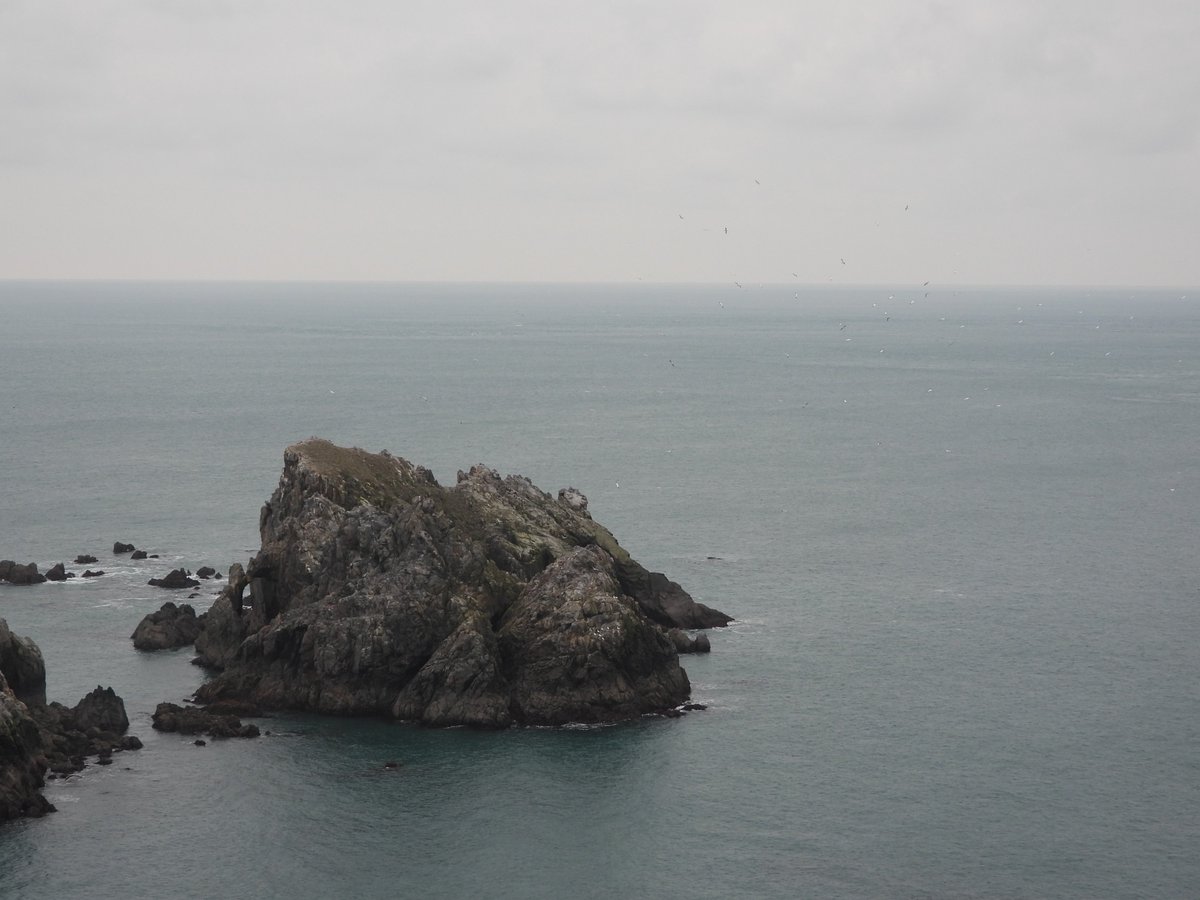AlderneyWT (@alderneywt) on Twitter photo 📷The gannets landed on Les Etacs today!
After overwintering off the west coast of North Africa and the Bay of Biscay, these seabirds have returned to their breeding site. They will reunite with their mates and start preparing for the nesting season.
Photos by <a href="/AlexPurdie6/">Alex Purdie</a> 📷The gannets landed on Les Etacs today!
After overwintering off the west coast of North Africa and the Bay of Biscay, these seabirds have returned to their breeding site. They will reunite with their mates and start preparing for the nesting season.
Photos by <a href="/AlexPurdie6/">Alex Purdie</a>