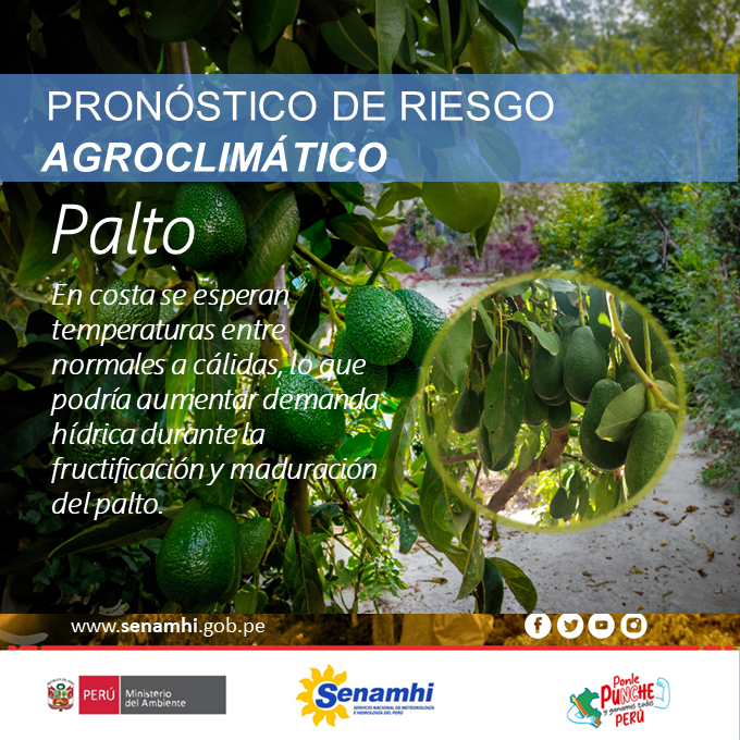Senamhiperu's tweet photo. #RiesgoAgroclimático #Palto En costa se esperan temperaturas entre normales a cálidas, lo que podría aumentar demanda hídrica durante la fructificación y maduración del palto https://t.co/fAtWdXl1zx https://t.co/maa3acqOck