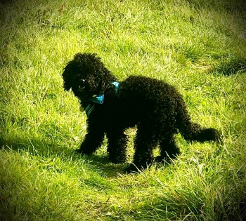 millypod1's tweet photo. π8 FEB 2025 #Lost DIPPER #ScanMe #Tagged
Black /White Cockerpoo Male
Pen Y Wern #Rhosllanerchrugog #Wrexham #Wales #LL14 #NorthWales
https://t.co/9R0LzR8bHZ https://t.co/ldSowqxc5s