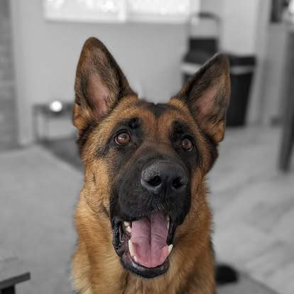CarTenderWA's tweet photo. All smiles from Ivy today.
#washington #pnw #pacificnorthwest #autorepair #seattle #shoplocalseattle  #seattlebusiness #supportseattlesmallbiz #washingtonsmallbusiness #dog #dogsofinstagram #dogs #dogstagram #instadog #doglover https://t.co/t0kzERvCH8