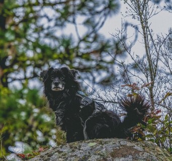 bunsenbernerbmd's tweet image. Biologists in the field run into huge issues when they can’t FIND the creatures they are studying.
They need to count organisms and study how they llive.
This is easy if you are studying something in abundance, but what if you are studying something endangered?