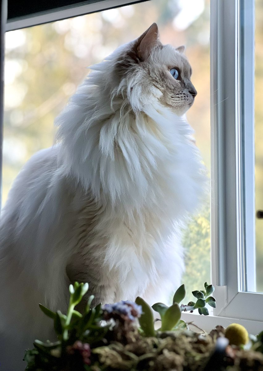 Le Petit Prince 👑💫 #ragdoll
