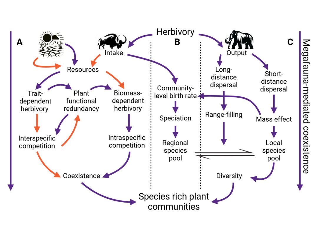 Oikos (@oikos_journal) on Twitter photo The loss of megafauna over the last 50,000 years has caused ecological theories to be based on already-degraded ecosystems.
doi.org/10.1111/oik.11โฆ
<a href="/SASoendergaard/">Skjold Alsted Sรธndergaard</a> <a href="/ejrn_s/">Rasmus Ejrnรฆs</a> <a href="/CamFloj/">Camilla Flรธjgaard</a> <a href="/JCSvenning/">Jens Svenning</a> <a href="/NordicOikos/">Nordic Society Oikos</a> <a href="/WileyEcolEvol/">Wiley Ecology & Evolution</a> The loss of megafauna over the last 50,000 years has caused ecological theories to be based on already-degraded ecosystems.
doi.org/10.1111/oik.11โฆ
<a href="/SASoendergaard/">Skjold Alsted Sรธndergaard</a> <a href="/ejrn_s/">Rasmus Ejrnรฆs</a> <a href="/CamFloj/">Camilla Flรธjgaard</a> <a href="/JCSvenning/">Jens Svenning</a> <a href="/NordicOikos/">Nordic Society Oikos</a> <a href="/WileyEcolEvol/">Wiley Ecology & Evolution</a>