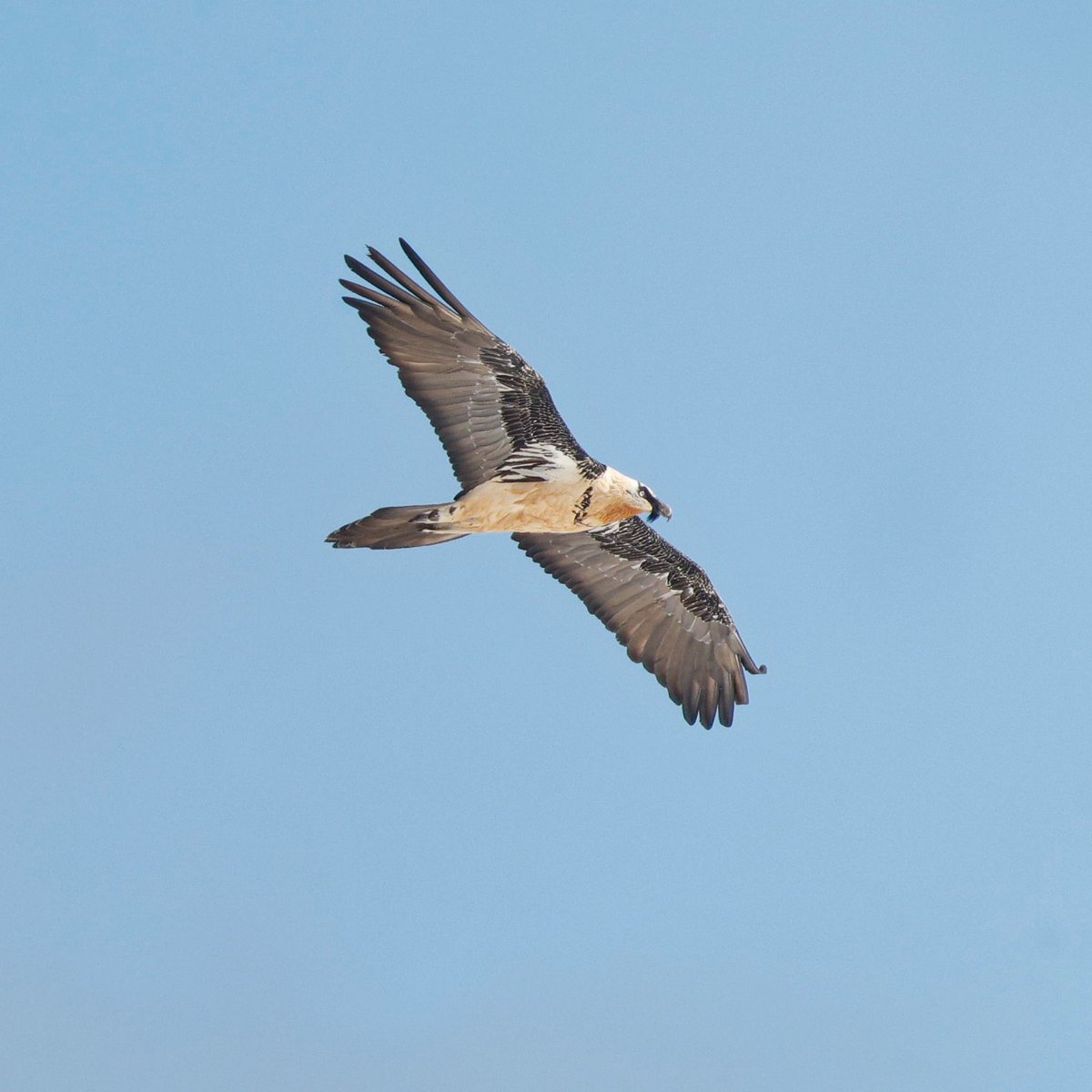 Steve Davis tweet media