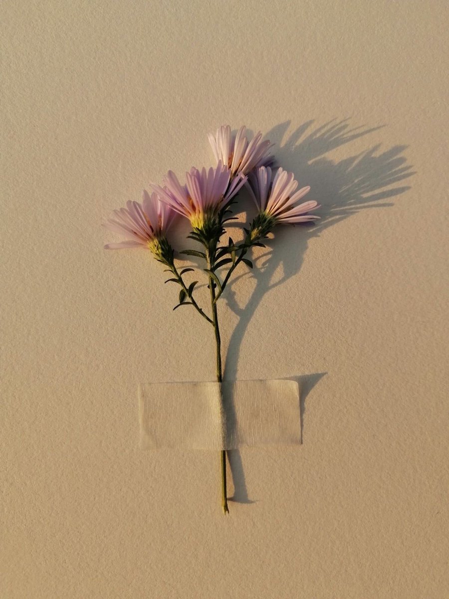 a carefully taped flower on <a href="/blublubbies/">~ 𝑅 𝑎 𝑓 𝑎 𝑦 𝑒 𝑙 🌊🌊</a> ‘s windowsill. on another taped note is a scrawl matches his own.

𝘐 𝘸𝘢𝘯𝘵 𝘵𝘰 𝘣𝘦 𝘵𝘩𝘦 𝘧𝘪𝘳𝘴𝘵 𝘵𝘰 𝘨𝘪𝘷𝘦 𝘺𝘰𝘶 𝘺𝘰𝘶𝘳 𝘷𝘢𝘭𝘦𝘯𝘵𝘪𝘯𝘦 𝘱𝘳𝘦𝘴𝘦𝘯𝘵.