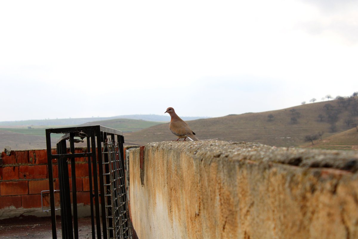 Fîstanekî sor li sere min got guleke çîçeke...
<a href="/arya_paleous2/">ARYA PALEOUS photo</a>