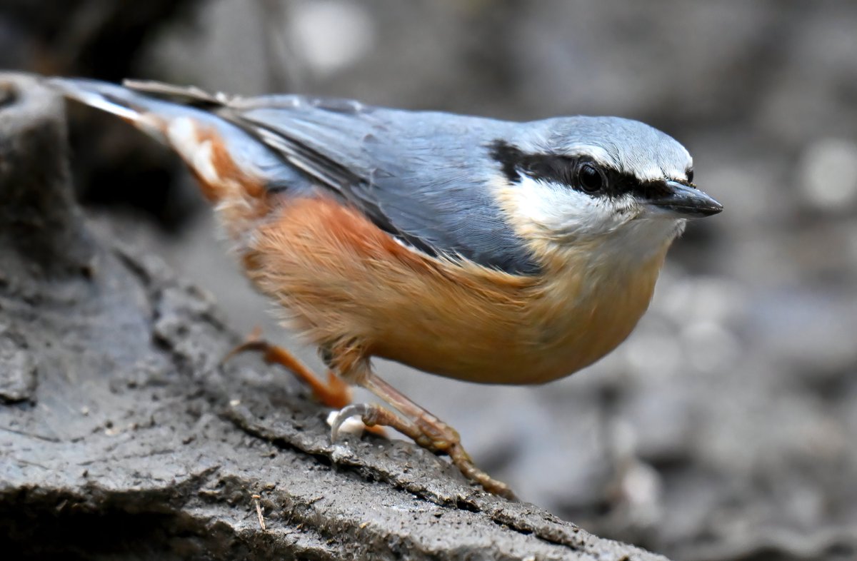 The Nuthatch bandit! 😁😍
 Taken recently at Swell Wood in Somerset. 🐦