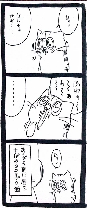 【猫】あくび 