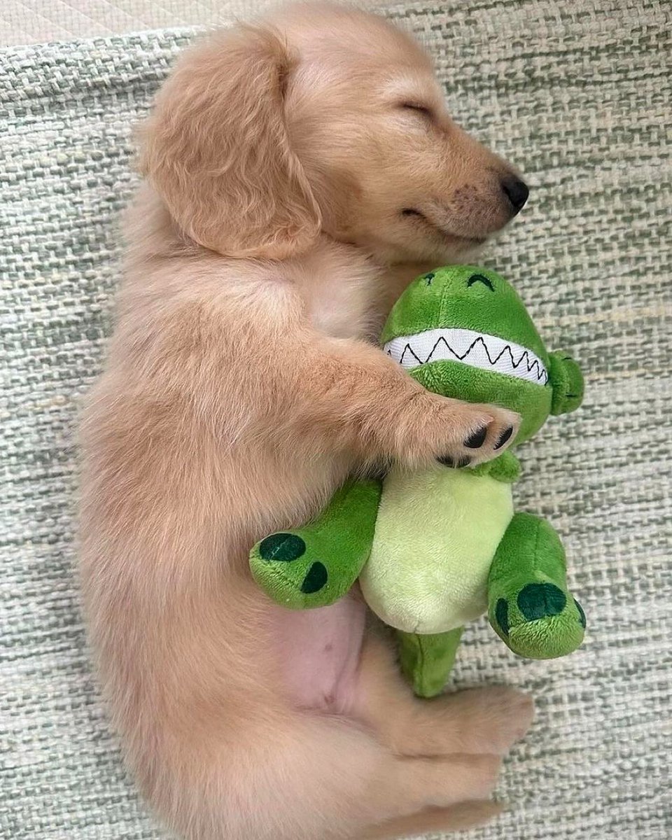 💖 (@twaniimals) on Twitter photo 