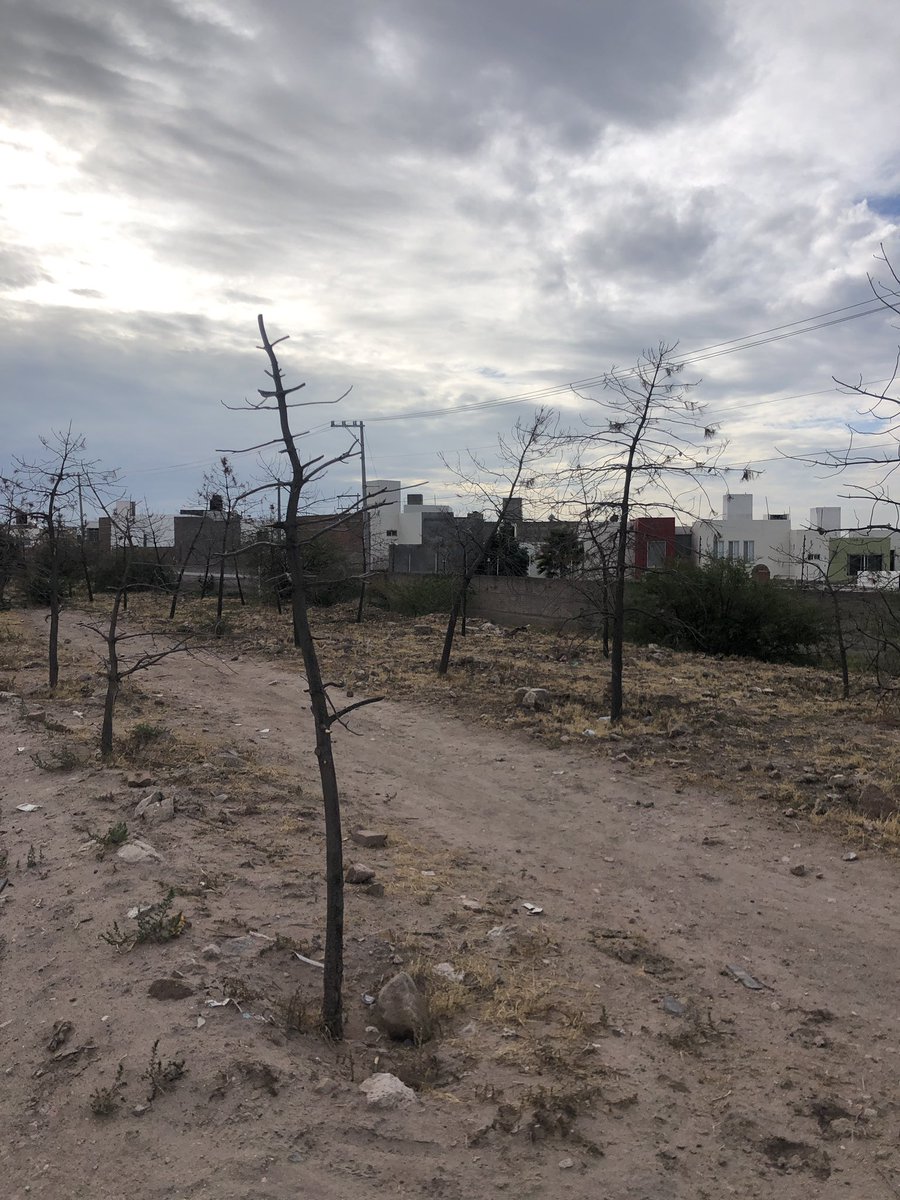 melan_90's tweet photo. @DurangoCap @gobdgo @josejoseantonio @RosyAscencioO @ObrasPublicasDG @urbano_dgo @DSocial_Dgo @GiovanniRosso @Valeriagtzv Estamos hablando de esta misma avenida ferrocarril ? Donde se dejo MORIR a tantos árboles en el corredor garabitos ? https://t.co/U3Oh5OlpCs