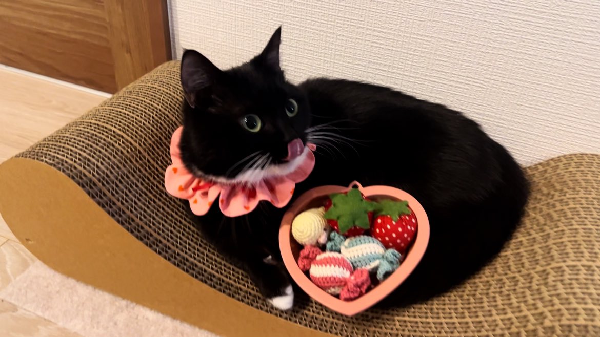 🍫HAPPY VALENTINE💌