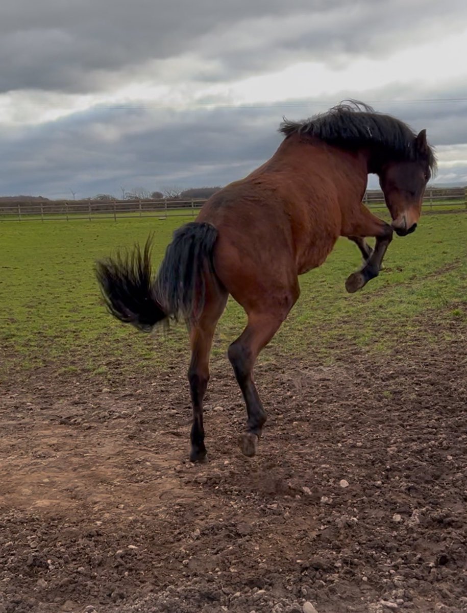He’s excited it’s his Birthday tomorrow! The big 2 #hollybushfarm #fresh #connemara #cumbria