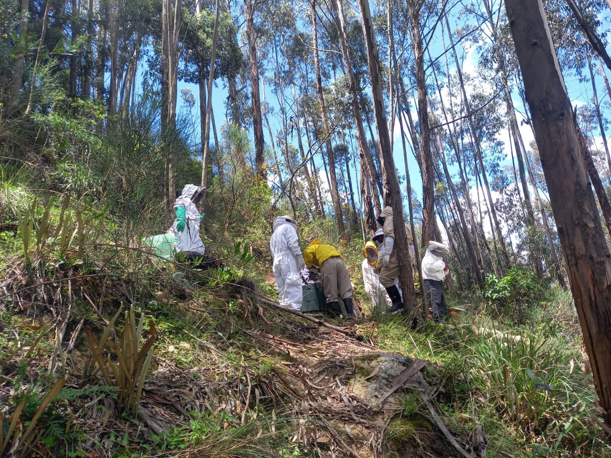 #Azuay| Como parte de las actividades dentro del <a href="/cmt_machangara/">Comite Machángara</a>, brindamos una capacitación teórica- práctica de apicultura 🐝 en la parroquia Chiquintad del cantón Cuenca.

#ElNuevoEcuador