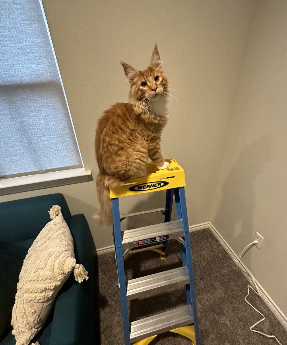 YumiMain's tweet photo. lil bro tryna help me move 📦 https://t.co/jPShTK55zm