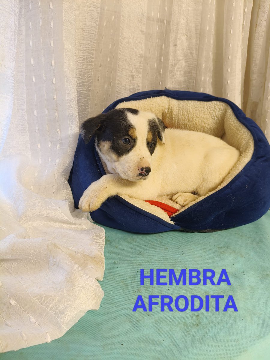 SilviaMylo's tweet photo. Tienen dos meses y fueron sacados de mala situación junto a su mamá 😞😢
Lograron una acogida pero no les sale nada y solo dan una semana 💔
Serán medianos 🙏
Pueblo de Huelva
657315050 https://t.co/8en4eyWOf0