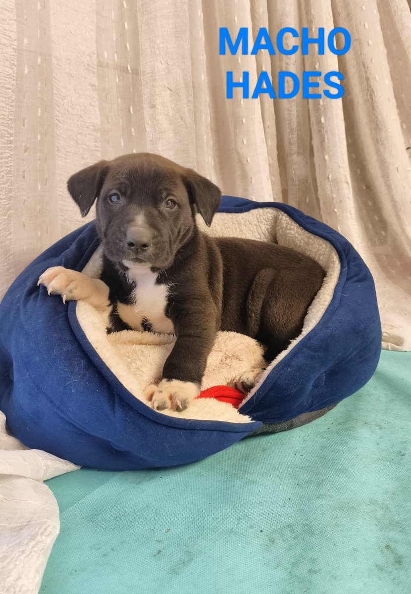 SilviaMylo's tweet photo. Tienen dos meses y fueron sacados de mala situación junto a su mamá 😞😢
Lograron una acogida pero no les sale nada y solo dan una semana 💔
Serán medianos 🙏
Pueblo de Huelva
657315050 https://t.co/8en4eyWOf0