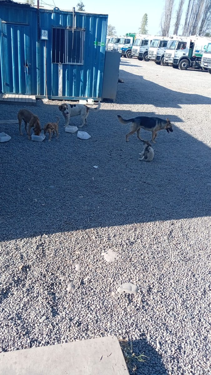 AndresPint13991's tweet photo. Amigos, estos perritos estan en La Pintana y necesitan un saco de alimento, son 10 adultos y 2 cachorros, se les acabo hoy ya para mañana no tienen nada, agradeceria mucho a las personas de buen corazon que pudieran ayudar con sus aportes para comprar el saco por favor🙏. https://t.co/n6LbIMWOkA