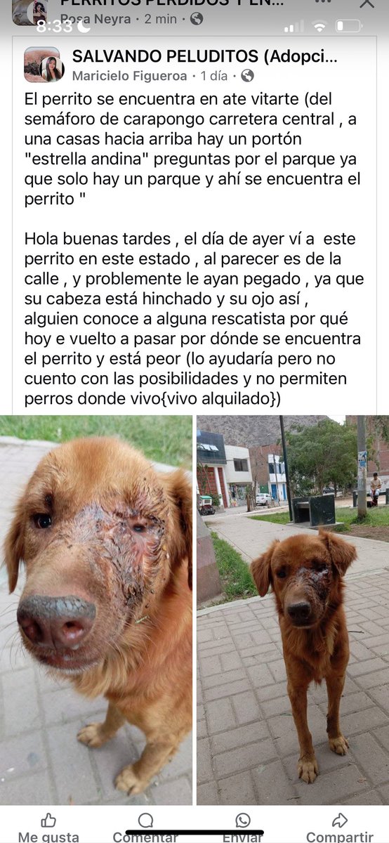 vanessasaba75's tweet photo. Perrito necesita ayuda. 
Información en el post. https://t.co/YGKEWhmBre
