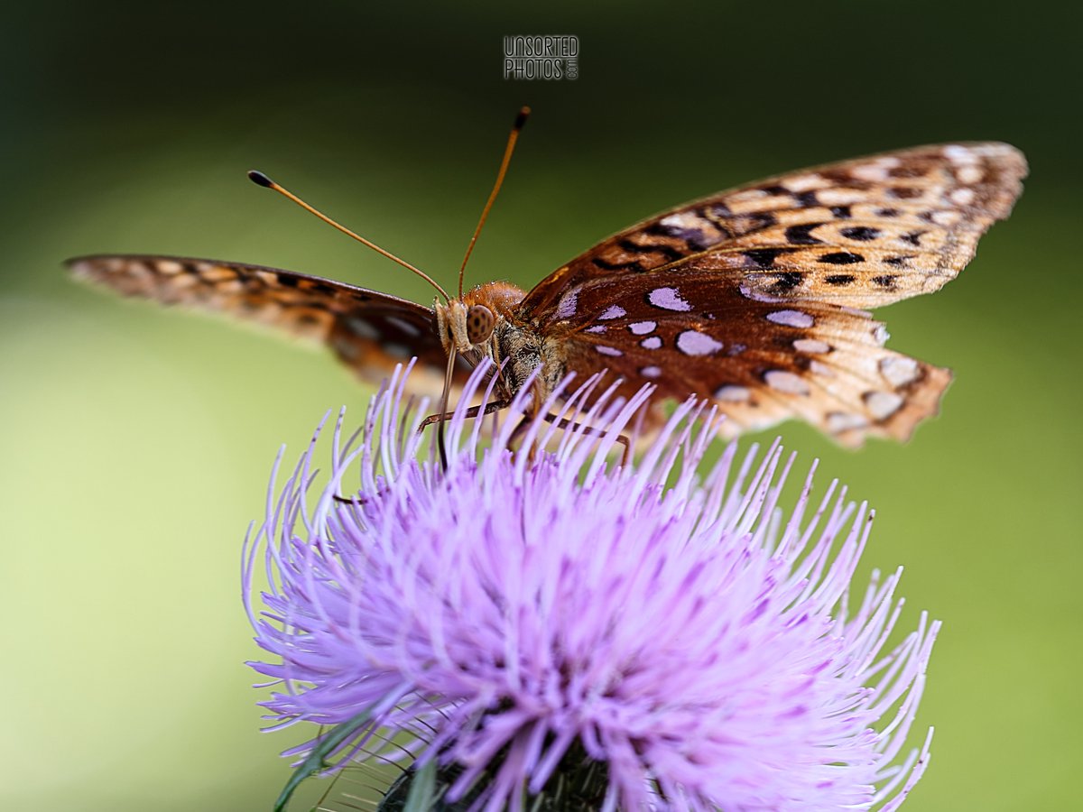 Unsorted Photos tweet media