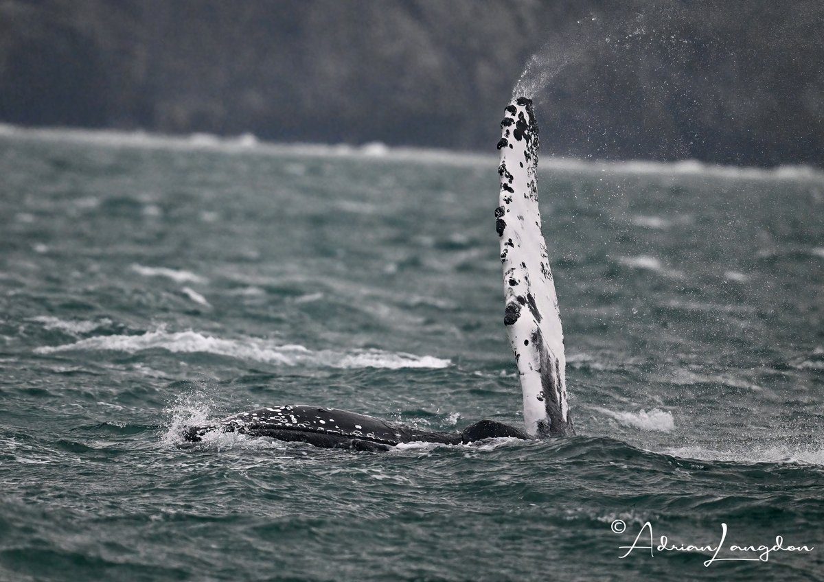 Adrian Langdon (@maxshearwater) on Twitter photo Wow! What a day at sea we had today! blog post dedicated to amazing Humpback Whales we saw on our @csgrtseal and marine life survey on the N Cornwall Coast. Please click on blog link to see pics of the humpbacks.... images-naturally.co.uk/2025/02/humpba… #wildcornwall <a href="/newquayseasafar/">newquay sea safaris</a> Wow! What a day at sea we had today! blog post dedicated to amazing Humpback Whales we saw on our @csgrtseal and marine life survey on the N Cornwall Coast. Please click on blog link to see pics of the humpbacks.... images-naturally.co.uk/2025/02/humpba… #wildcornwall <a href="/newquayseasafar/">newquay sea safaris</a>
