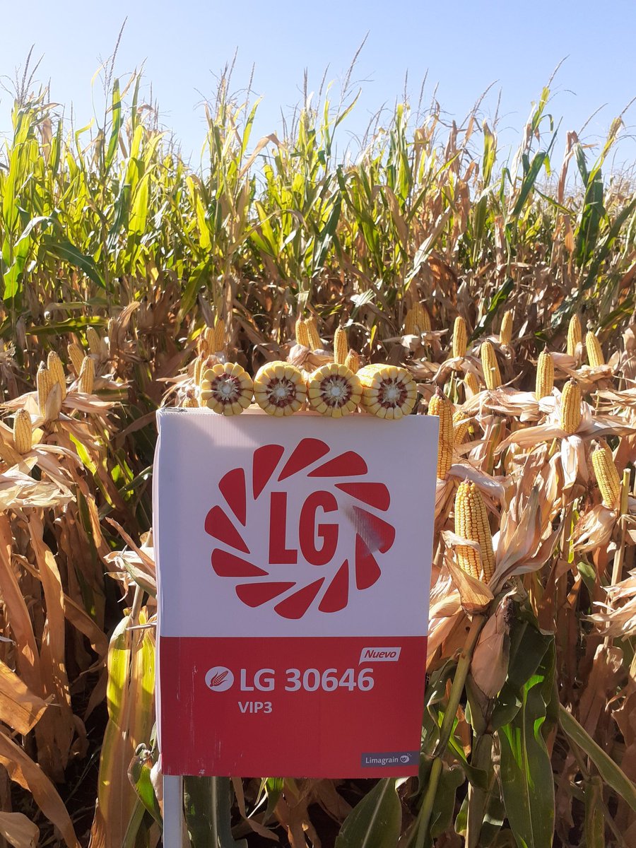 IngHCChaves's tweet photo. 🔝 #TourMaizL Moquehua👍
@ganly3 en la organización👏
@alebolton1 con info+detalles del ensayo
LIDERES @lgsemillas de la zona
Intercambio
Análisis/perspectivas
👍 Hib. Nuevo #LG30646VIP3 Destado en el sitio!
👌#LG30849VIP3 con respuesta en Rinde+agronomico @DiegoAlonso1980 https://t.co/iLVjRGYsti