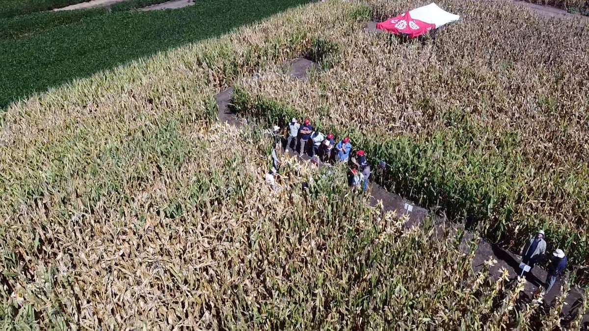 🔝 #TourMaizL Moquehua👍
 <a href="/ganly3/">diego ganly</a> en la organización👏
<a href="/alebolton1/">alebolton</a> con info+detalles del ensayo  
LIDERES <a href="/lgsemillas/">LG SEMILLAS 🌽🌻🌾🌱</a> de la zona
Intercambio
Análisis/perspectivas
👍 Hib. Nuevo #LG30646VIP3 Destado en el sitio! 
👌#LG30849VIP3  con respuesta en Rinde+agronomico <a href="/DiegoAlonso1980/">Diego Alonso</a>