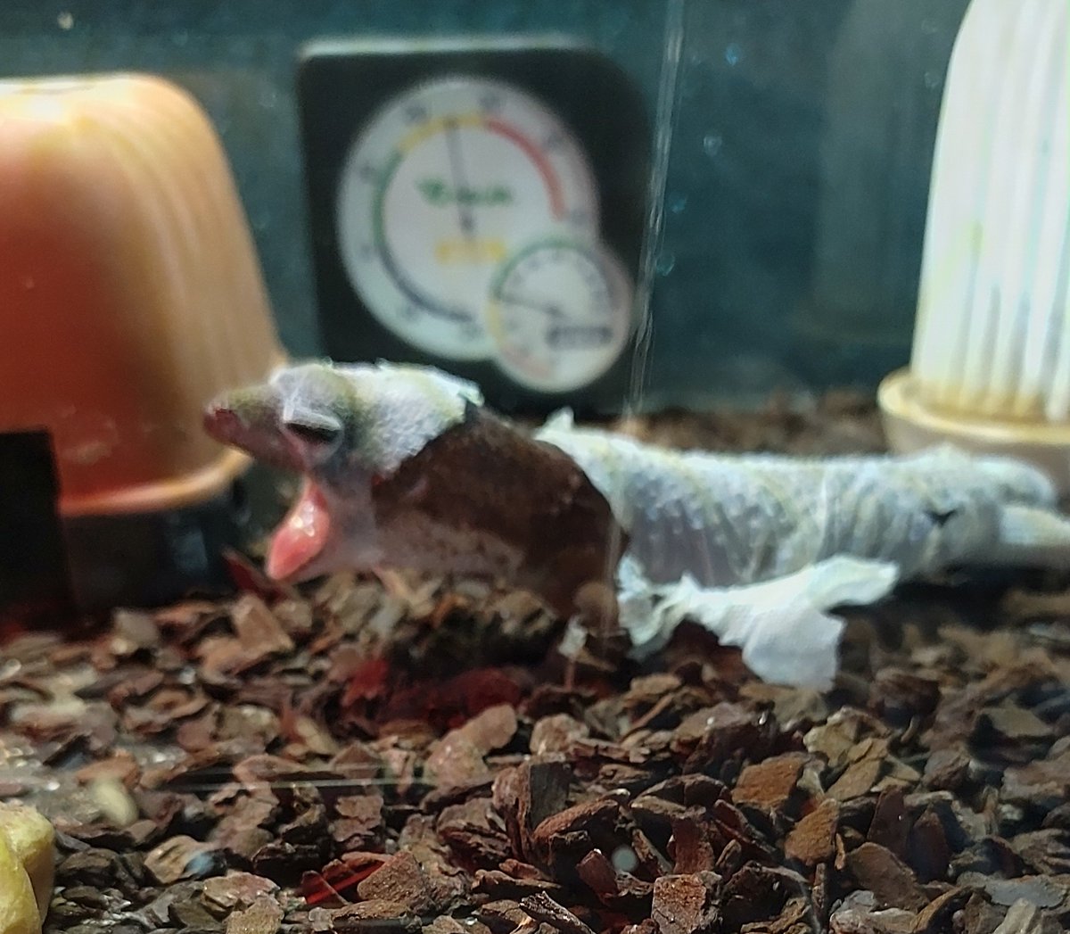 あなたは誰❓️😁
『あ～めんどくさ❗️』ってか🤣
湿度が低くなってたな。 
すまん すまん😅